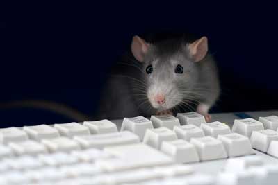 Look Out! HijackRAT and Svpeng Are on the Loose
