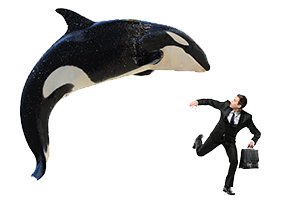 Scam Alert: Watch Out for Whaling