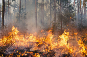 Major Disaster Examiner Guidance